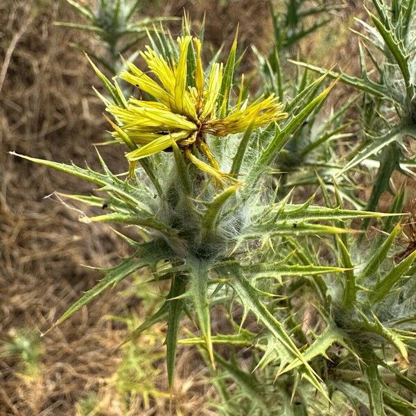 Carthamus lanatus Flors