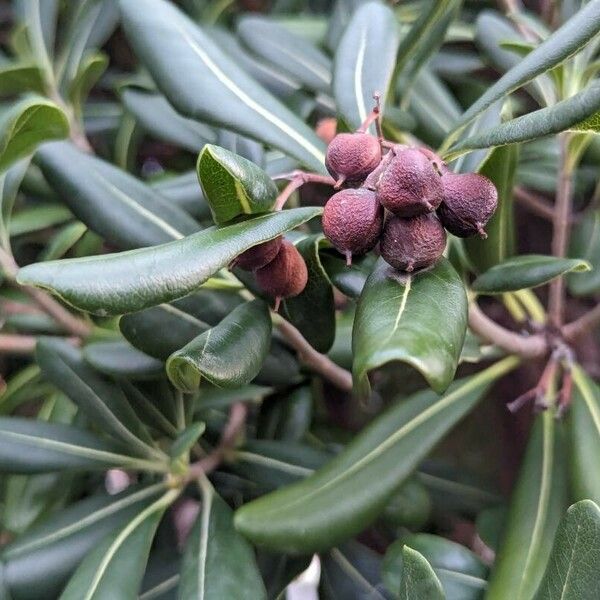 Pittosporum heterophyllum 果實