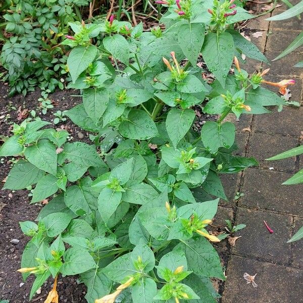 Mirabilis jalapa Агульны выгляд