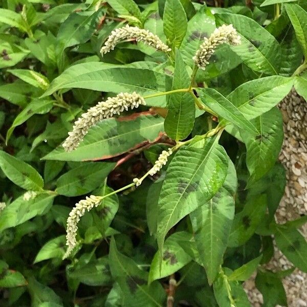 Persicaria lapathifolia Цветок