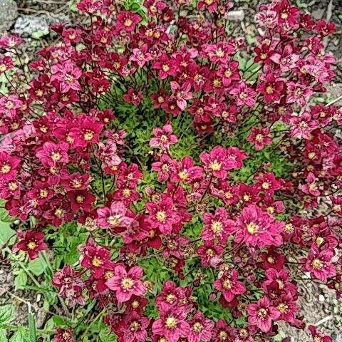 Saxifraga rosacea Flor