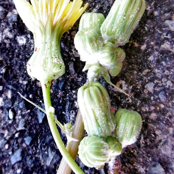 Sonchus asper Blüte