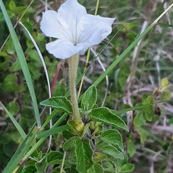 Ruellia bignoniiflora Кветка