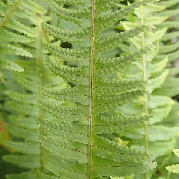 Nephrolepis undulata Fuelha