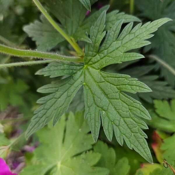 Geranium psilostemon Blatt