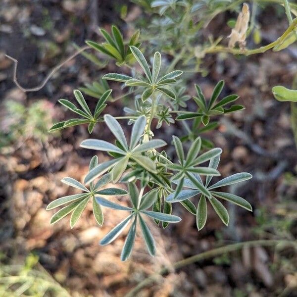 Lupinus albifrons Yaprak