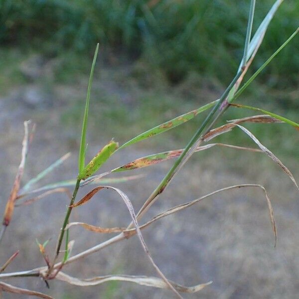 Agrostis stolonifera 整株植物