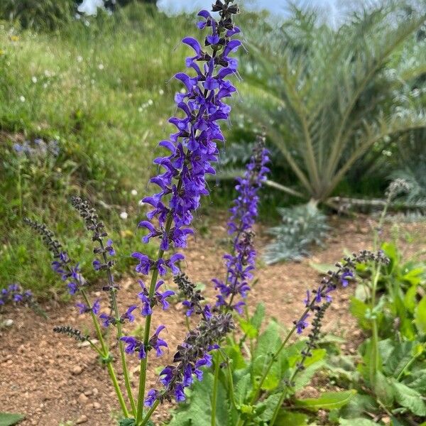 Salvia pratensis Blüte