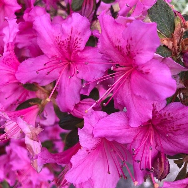 Rhododendron simsii Lorea