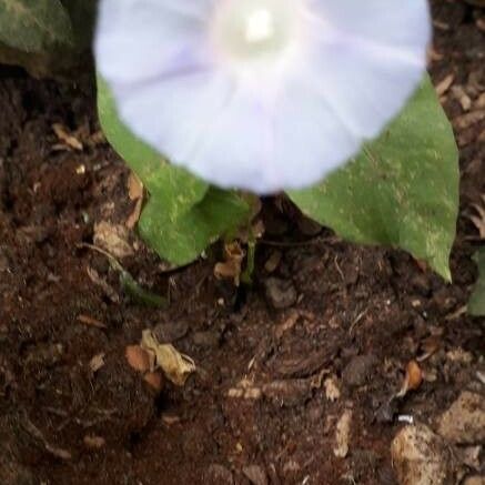 Ipomoea lacunosa Flor