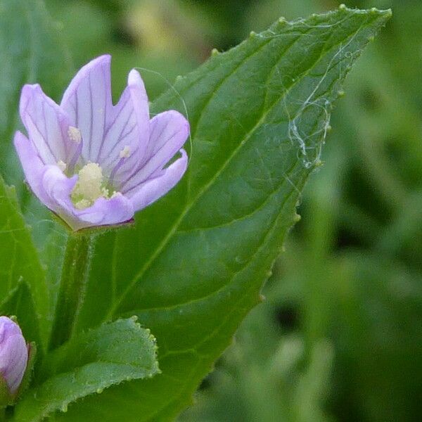 Epilobium montanum Flor