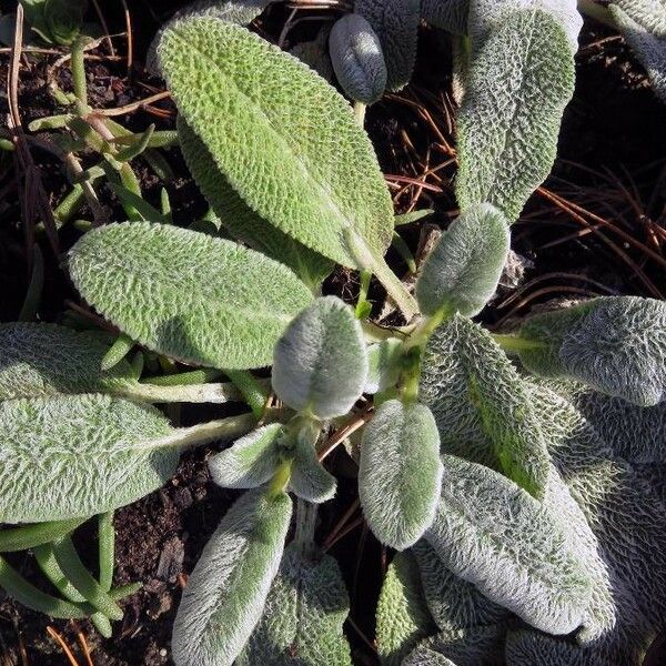 Stachys germanica Folla