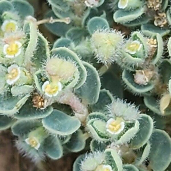 Euphorbia chamaesyce Ffrwyth