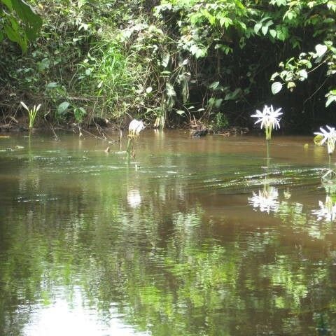 Crinum natans Drugo