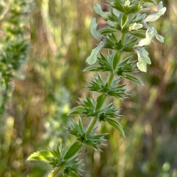 Stachys ocymastrum Floare