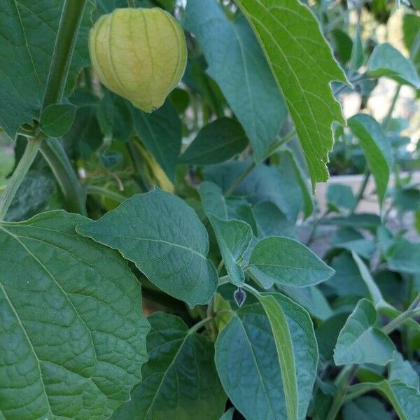 Physalis peruviana عادت