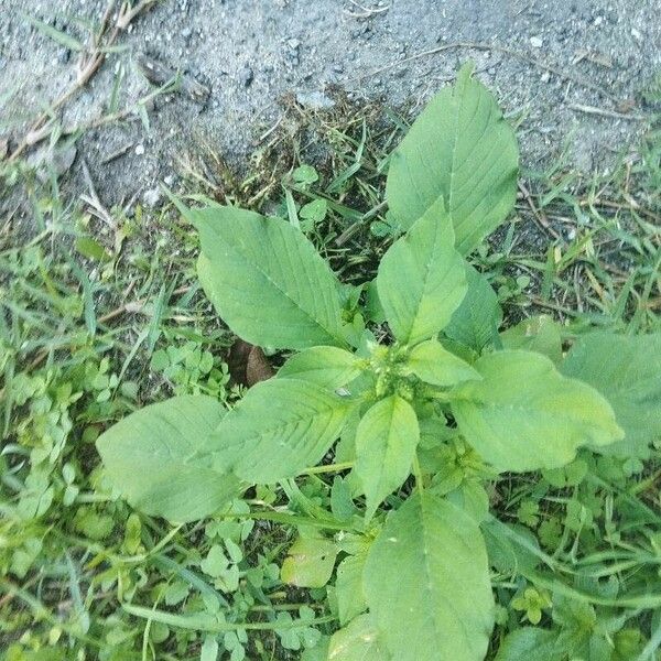 Amaranthus spinosus Habitatea