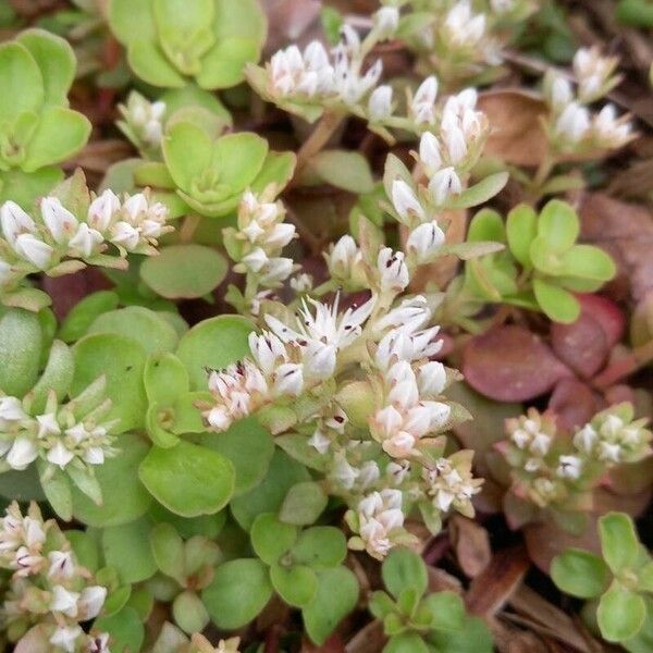 Sedum ternatum Flower