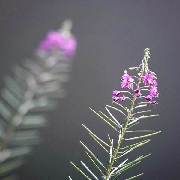 Epilobium dodonaei Flower