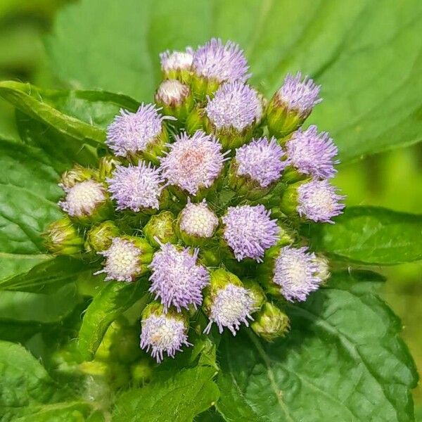 Ageratum conyzoides Flower