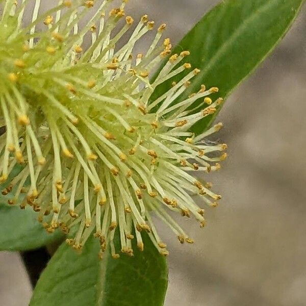 Salix triandra Floare