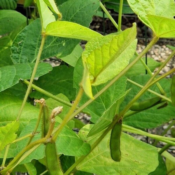 Glycine max Fruit