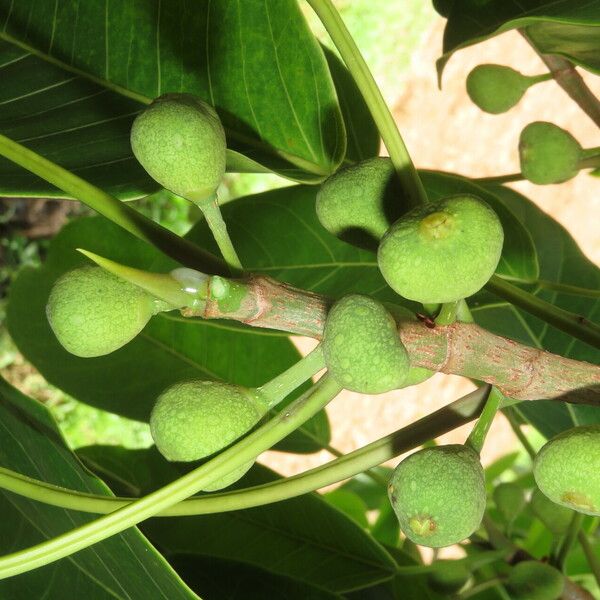Ficus citrifolia Ovoce