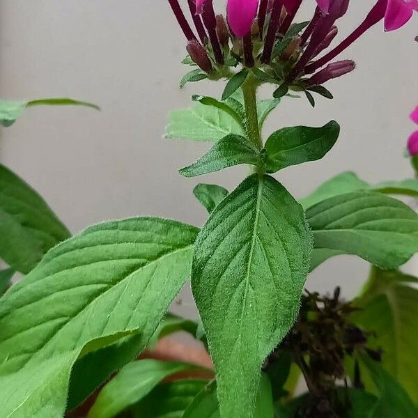 Pentas lanceolata Habitus