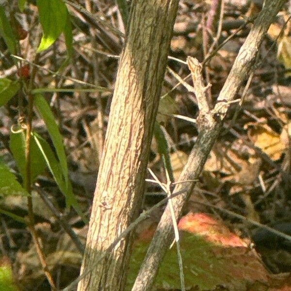 Lonicera maackii Bark