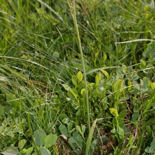 Carex vaginata Costuma