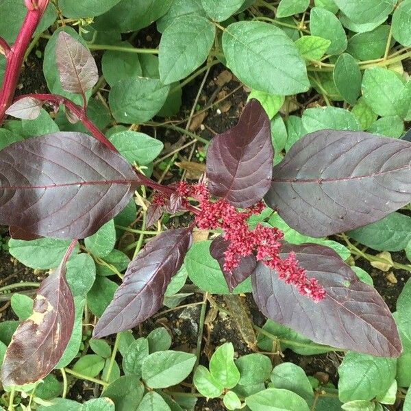 Amaranthus cruentus Hedelmä