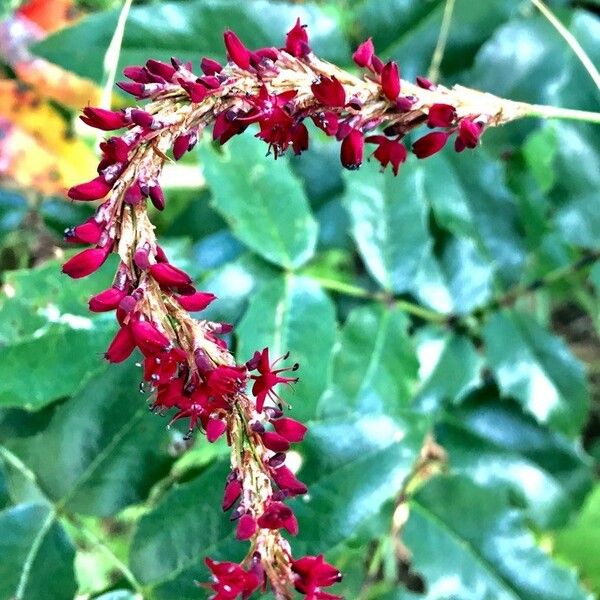 Persicaria orientalis Çiçek