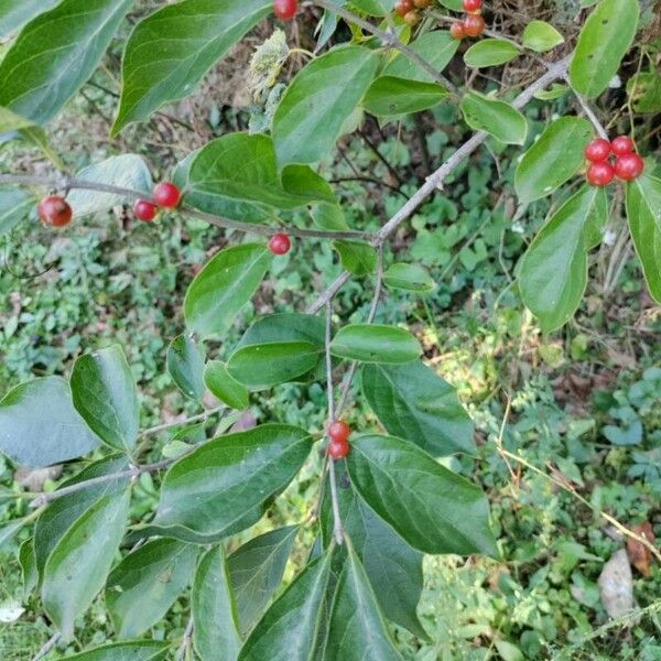 Lonicera maackii Plod