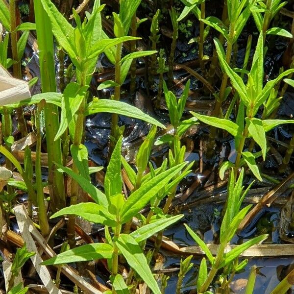 Lysimachia thyrsiflora Folha