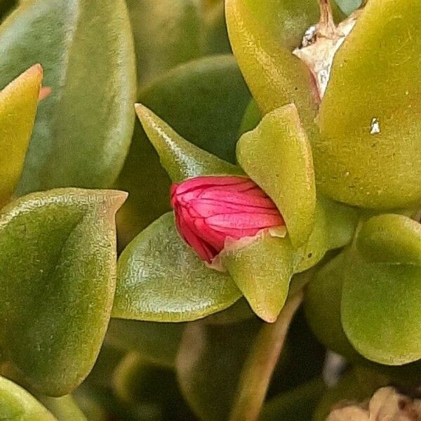 Aptenia cordifolia Žiedas