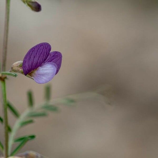 Vicia peregrina Flower