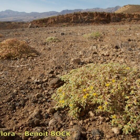 Zygophyllum simplex Habitus