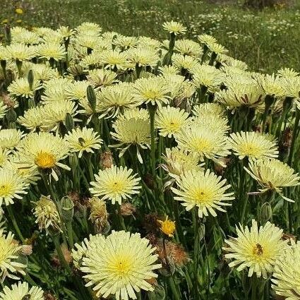 Urospermum dalechampii Flower