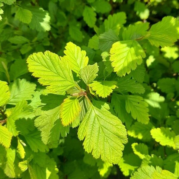 Holodiscus discolor برگ