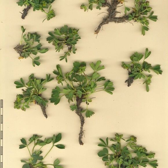 Sibbaldia procumbens 其他