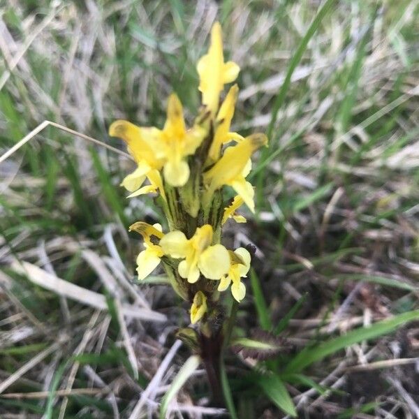 Pedicularis oederi Flower