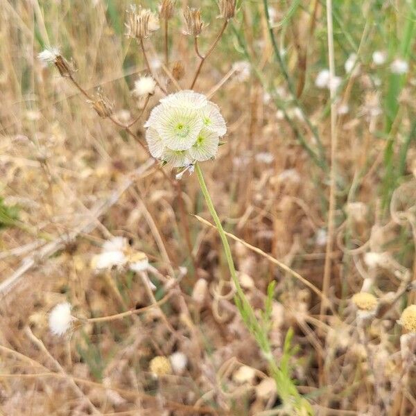 Lomelosia stellata Flower