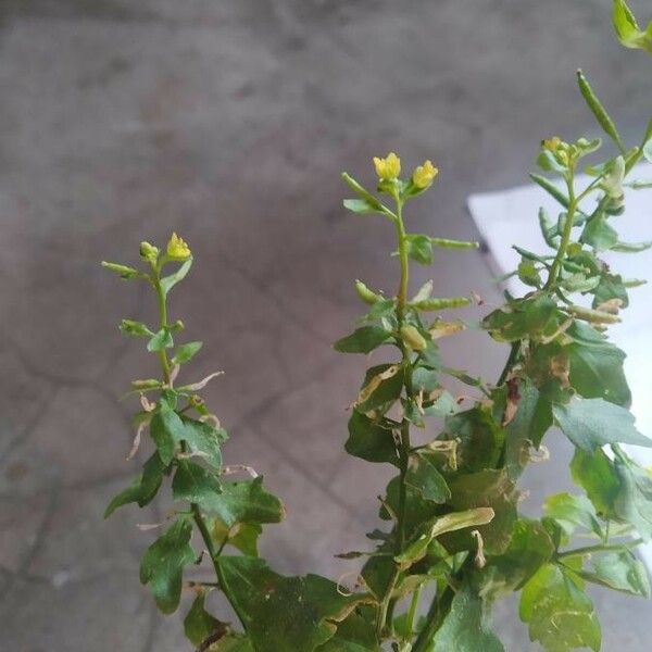 Rorippa palustris Kvet