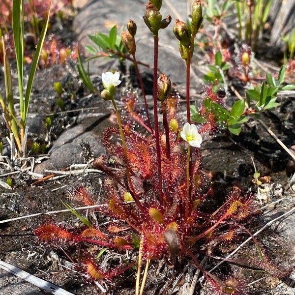 Drosera anglica Kukka