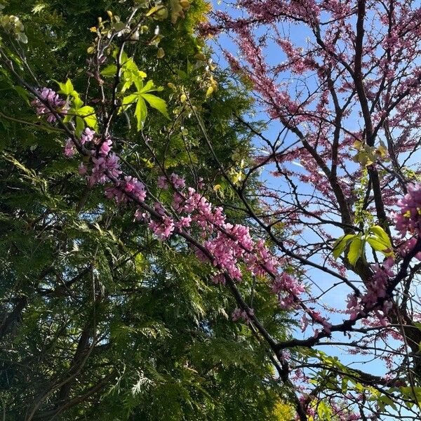 Cercis canadensis Kvet