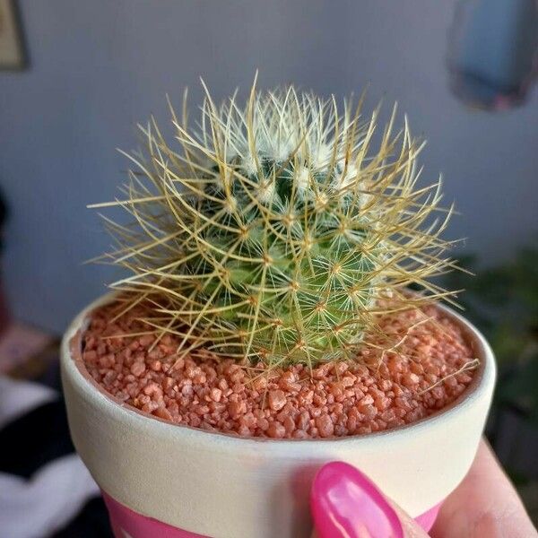 Mammillaria spinosissima Листок