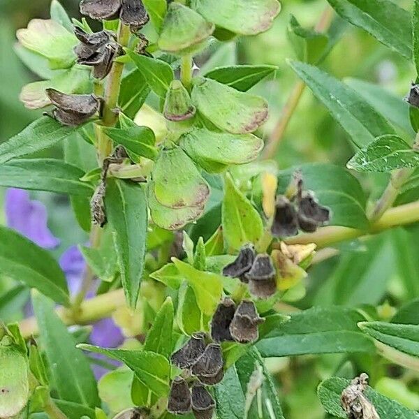 Scutellaria baicalensis Fruit