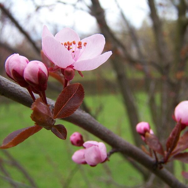 Prunus cerasifera Flors