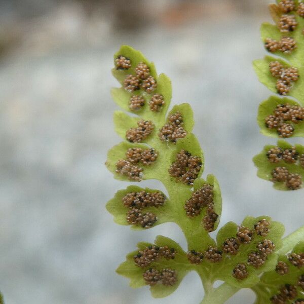 Cystopteris fragilis Fruit