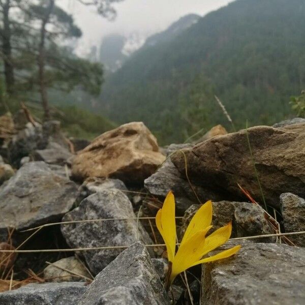 Sternbergia clusiana Õis